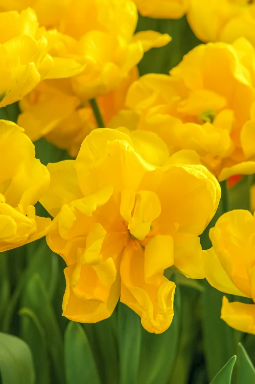 a close up view of some yellow flowers