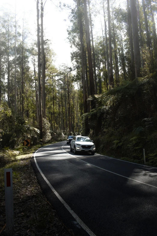 cars parked on a paved road in the woods