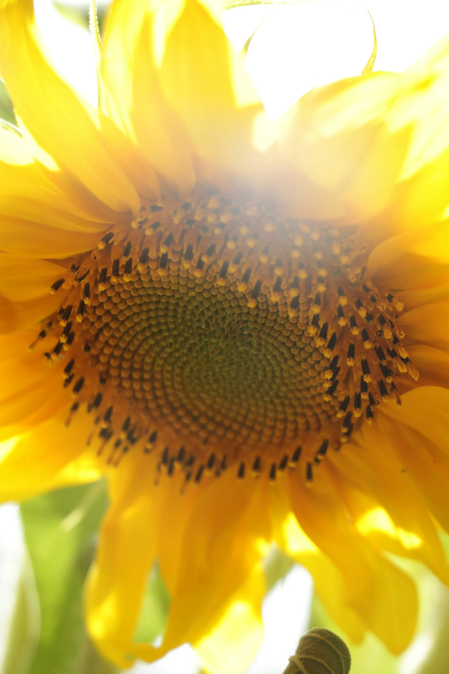 the sunflower is growing very large and very bright