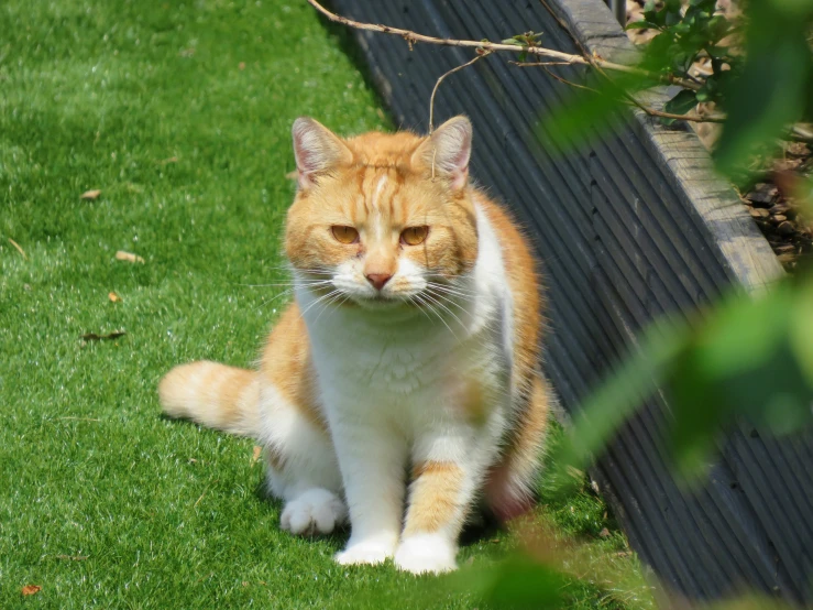 an orange and white cat sitting on top of a green field