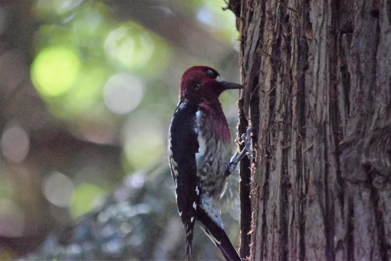 a red and black bird on a tree with no leaves