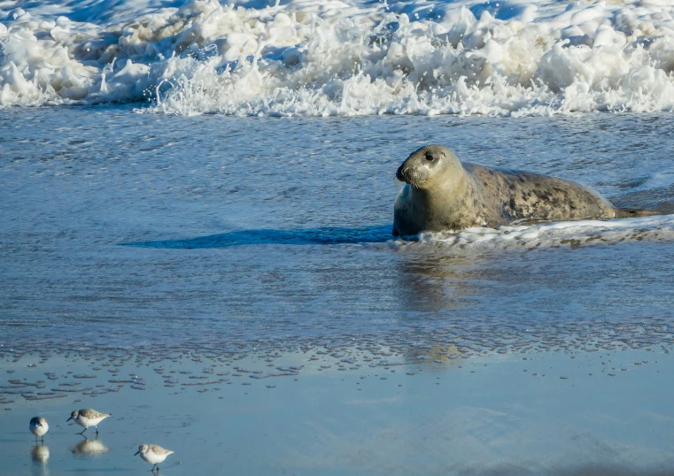 a large seal is on the beach in front of foamy surf