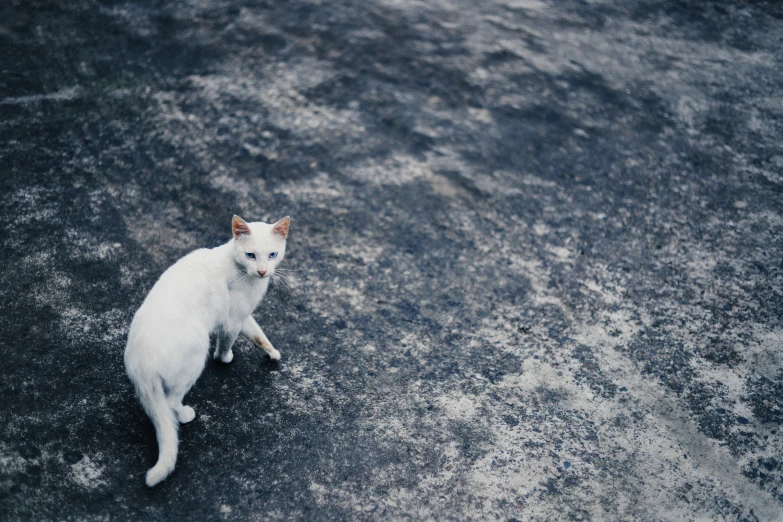 a white cat that is sitting down looking at soing