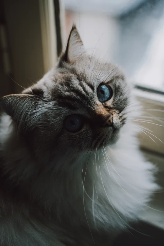 a close up of a cat near a window