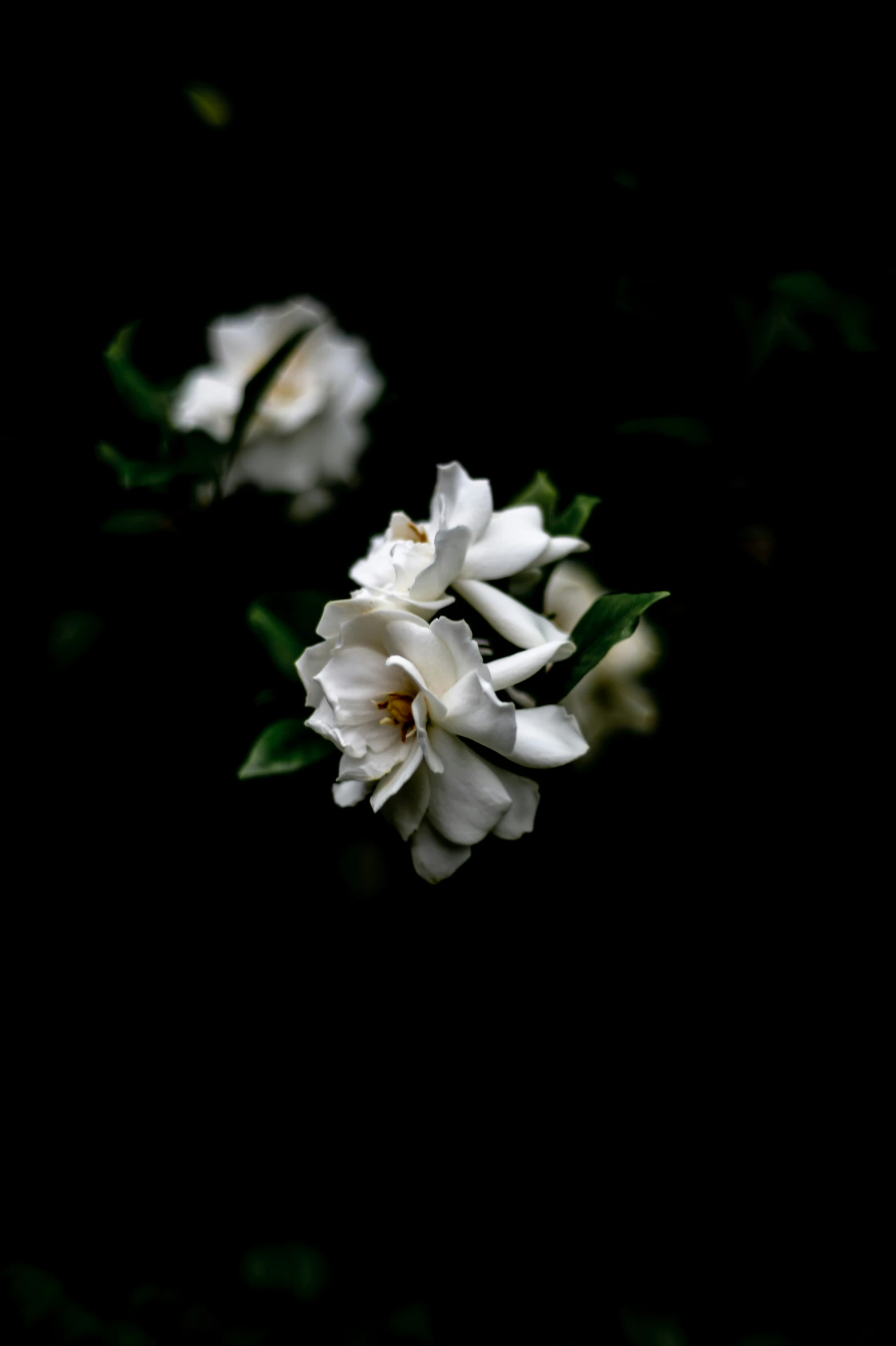 some white flowers against a black background