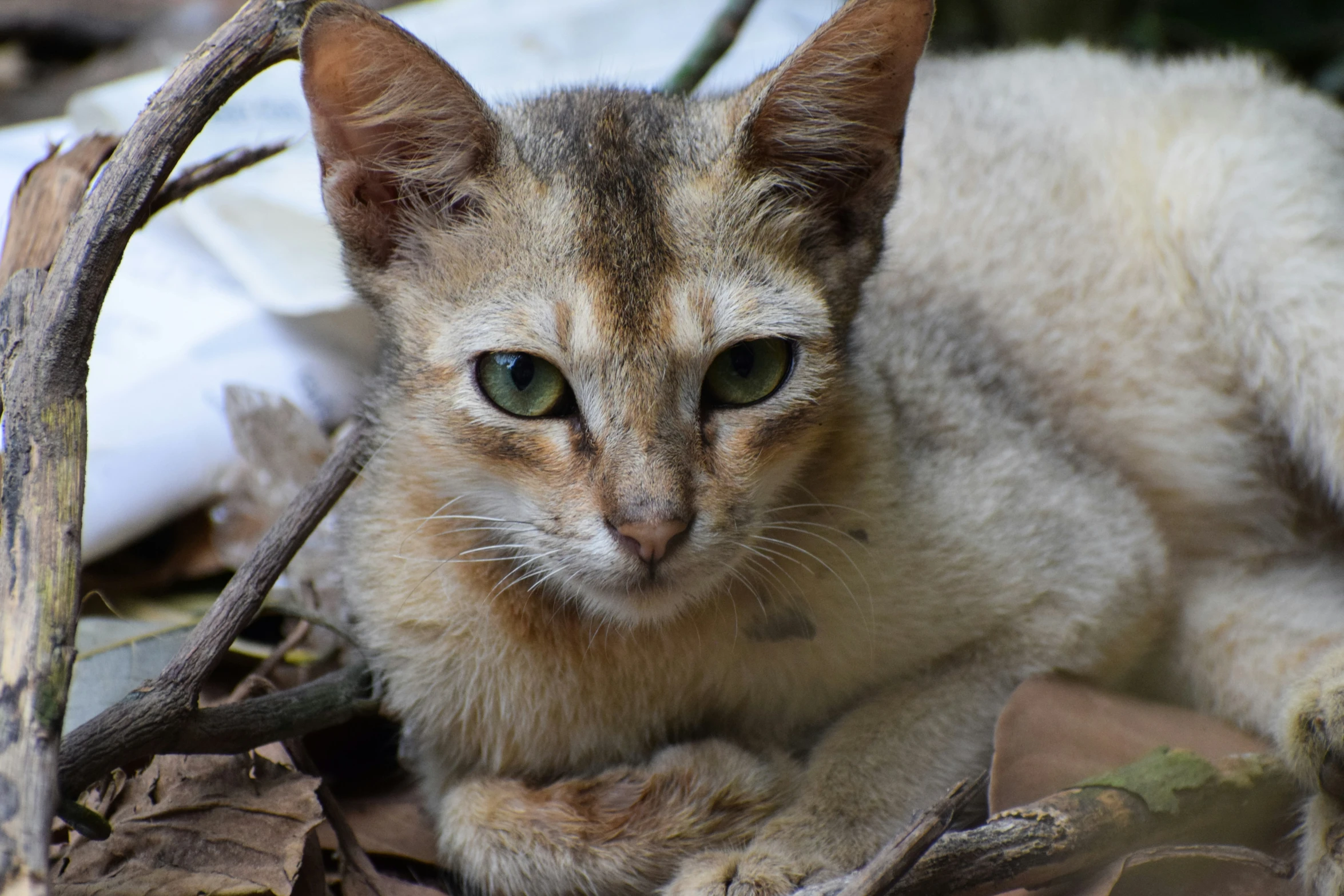 a cat is sitting next to a nch in the woods