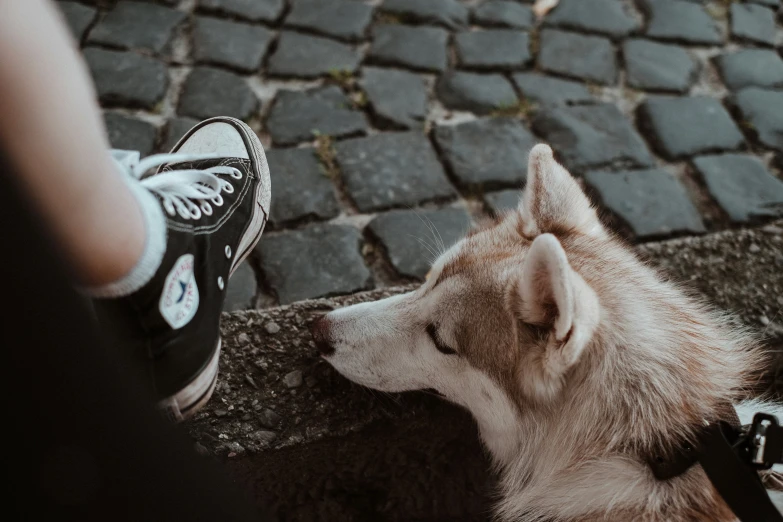 someone standing next to a dog on the street