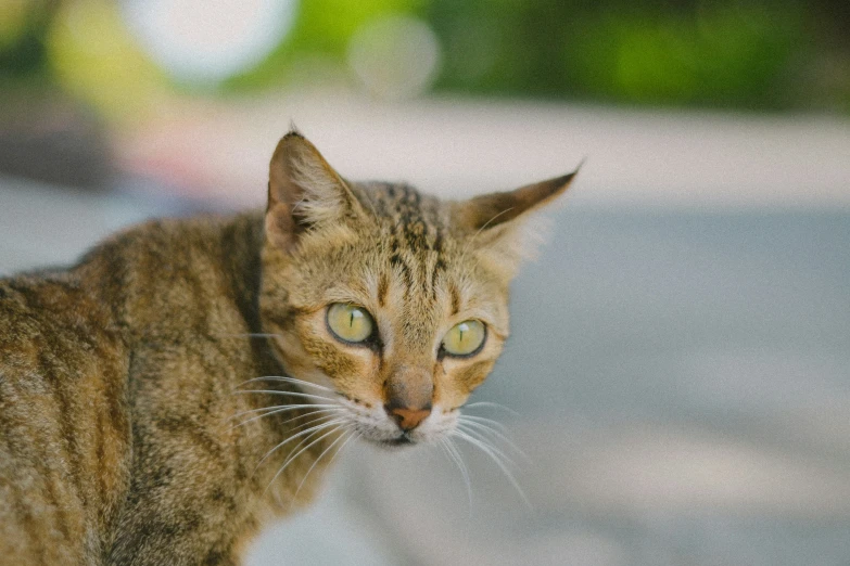 a brown cat standing on the side of a road