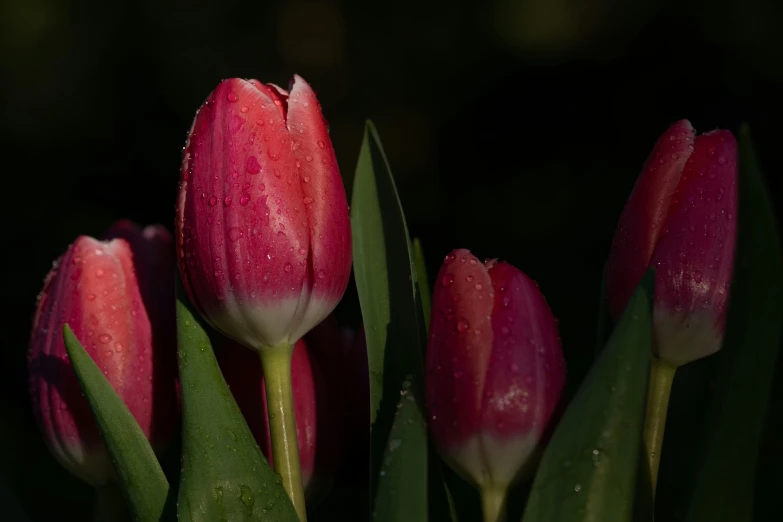 three flowers of some type in the sun