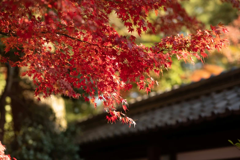 a red tree in front of a building in the fall