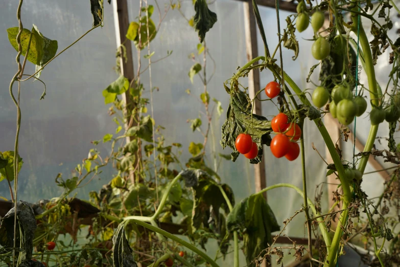 tomatoes hanging from nches in greenhouses with leaves