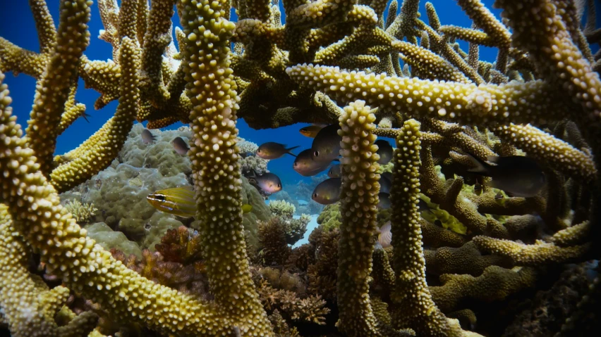 several small white fish swimming over a coral reef