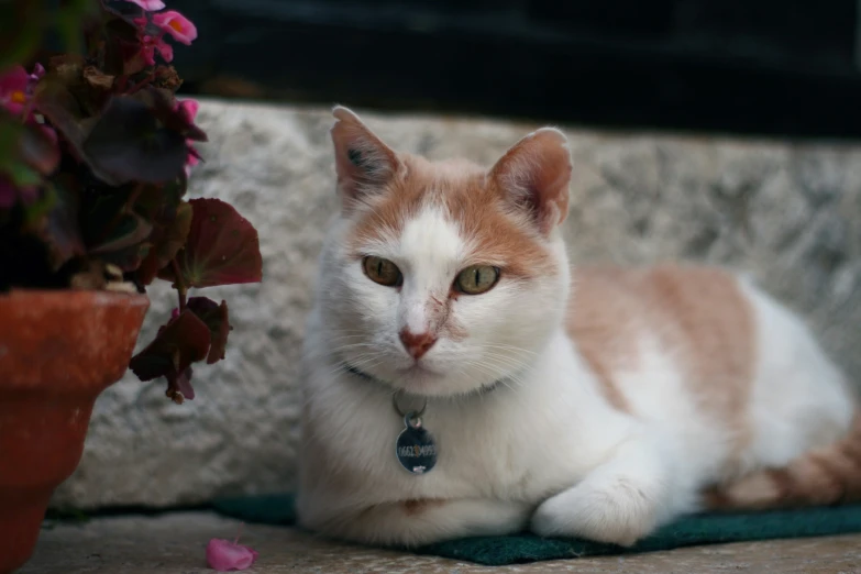 a cat lays on the ground by some plants