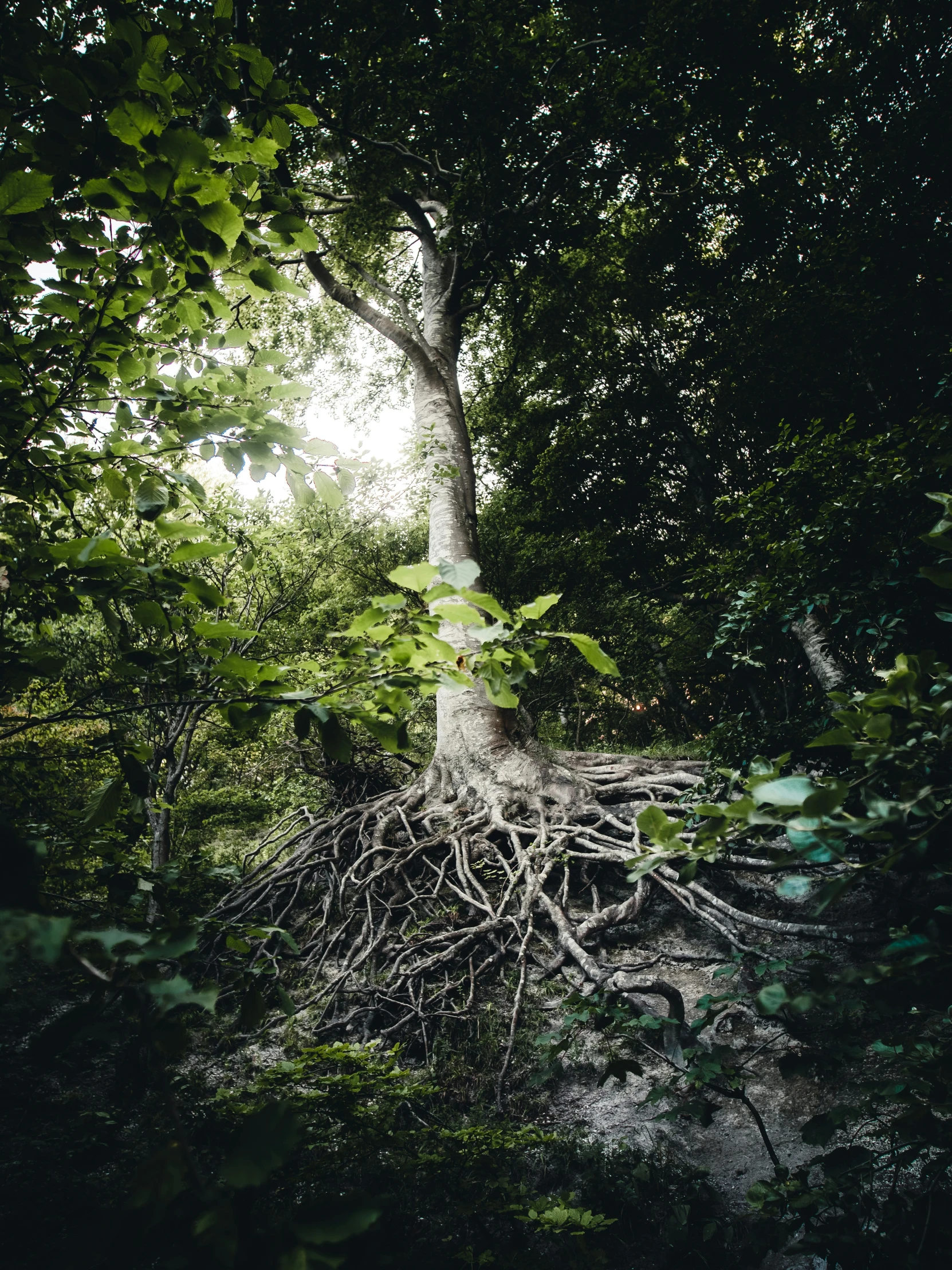 a huge tree with lots of root roots