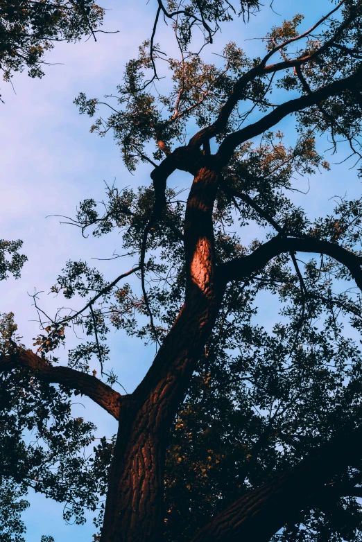 a big tree with a clock hanging off the top of it's nches