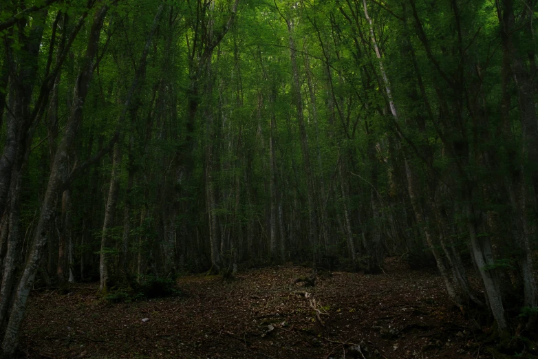 a group of trees sitting in the middle of a forest