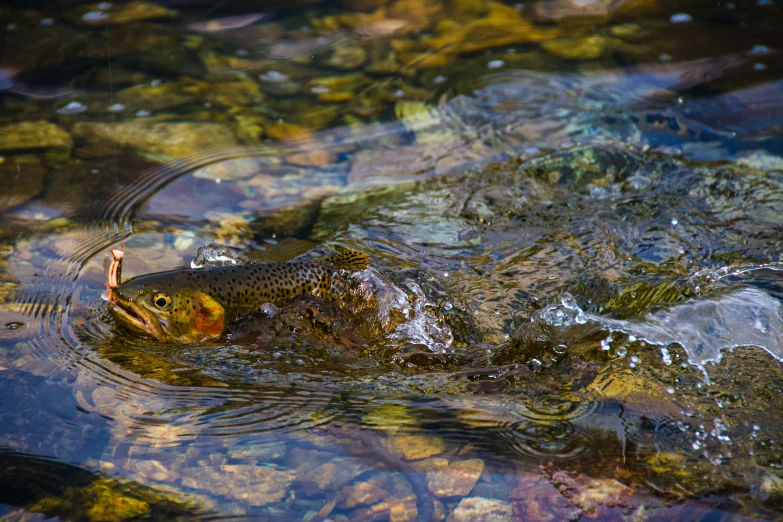 a small brown fish sitting in a body of water