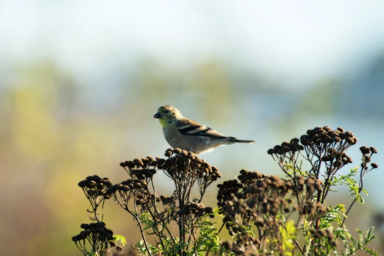 a small bird perched on top of a flower