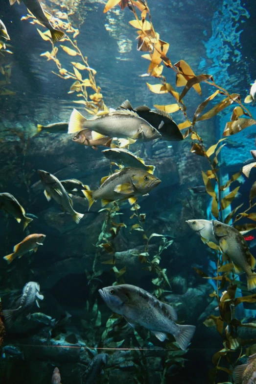 an aquarium with fishes swimming around it