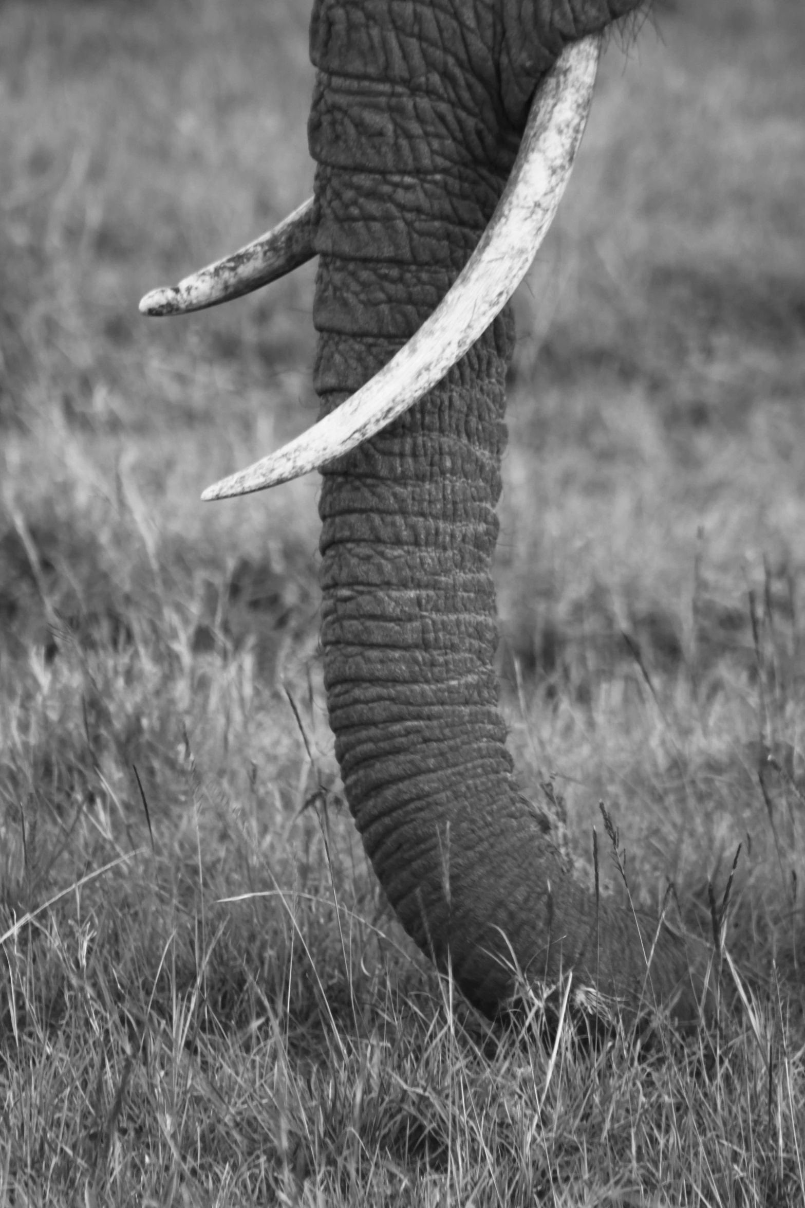 an elephant is walking in the grass alone