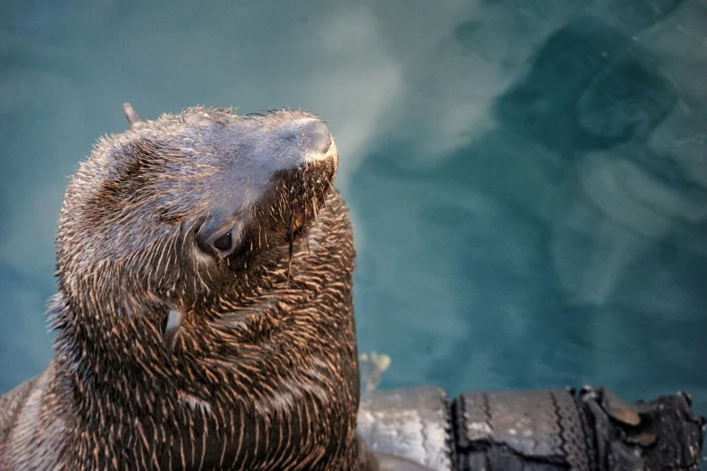 a wet otter resting on a log by the water