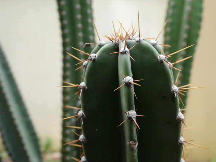 a cactus with yellow and white tips on it