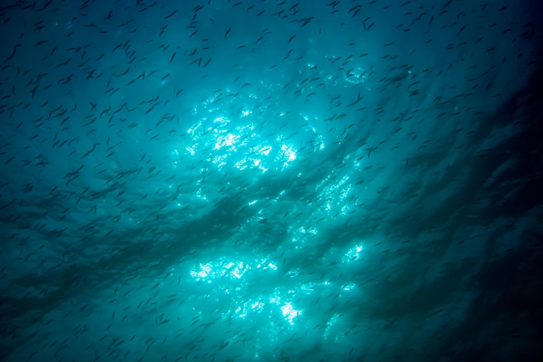 fish swim on a body of water as the sun shines brightly