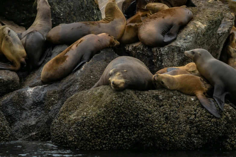 sea lions lounging on rocks at the zoo