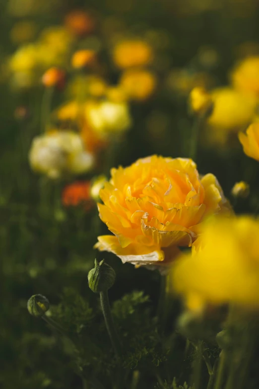 yellow and white flowers all around in the grass