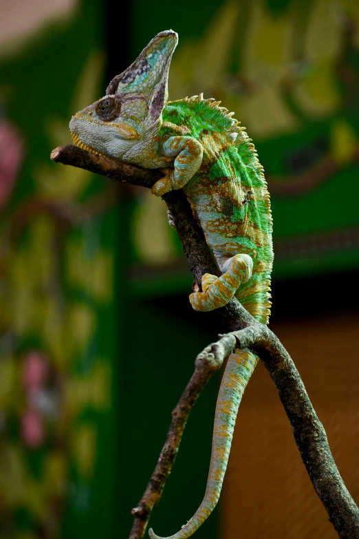 an image of a small chamelon on a tree nch