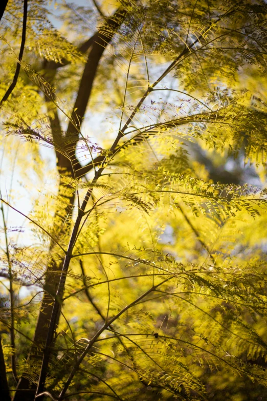 a tall tree with yellow leaves against the sky