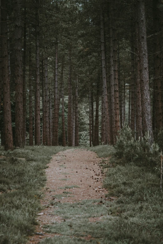 a dirt road with lots of trees and grass on both sides