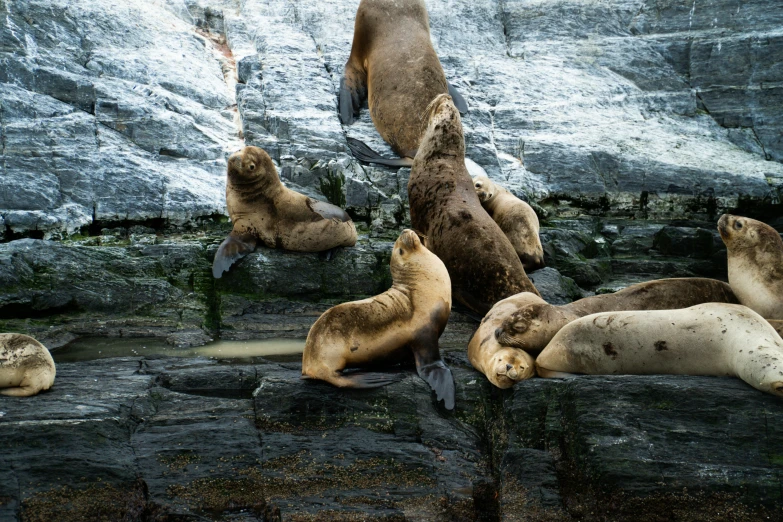 a group of sea animals in some kind of zoo