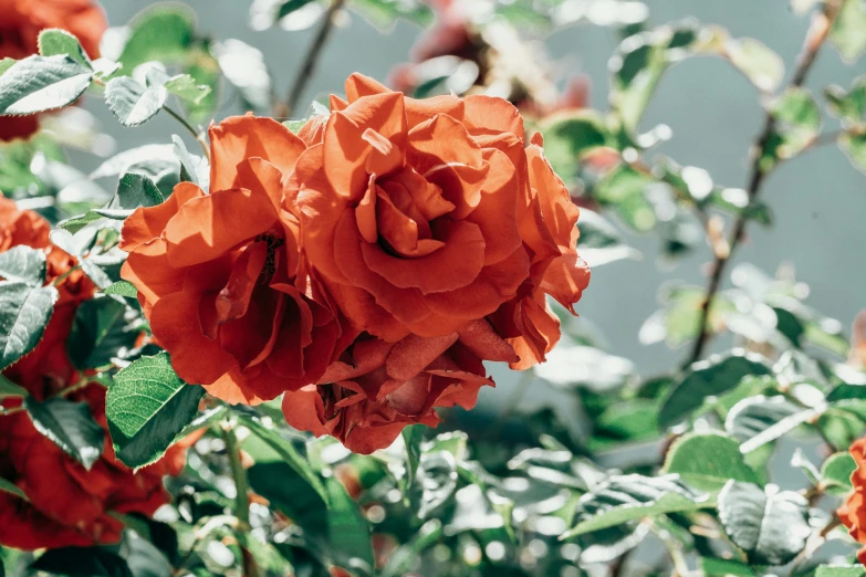 red flowers blooming with green stems near the water