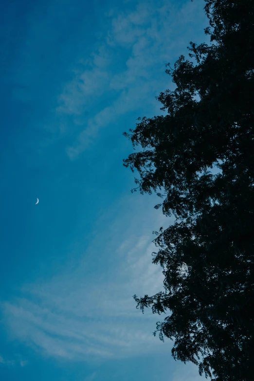 the sky with a small moon between two trees