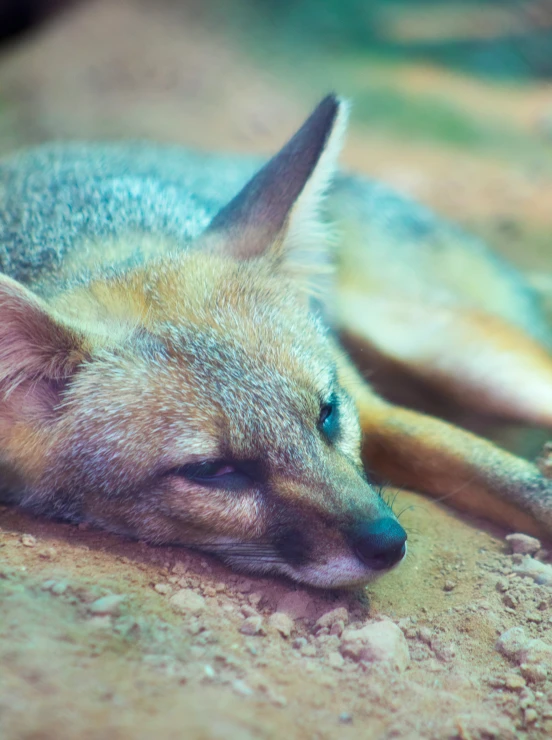 a young sleeping in the dirt