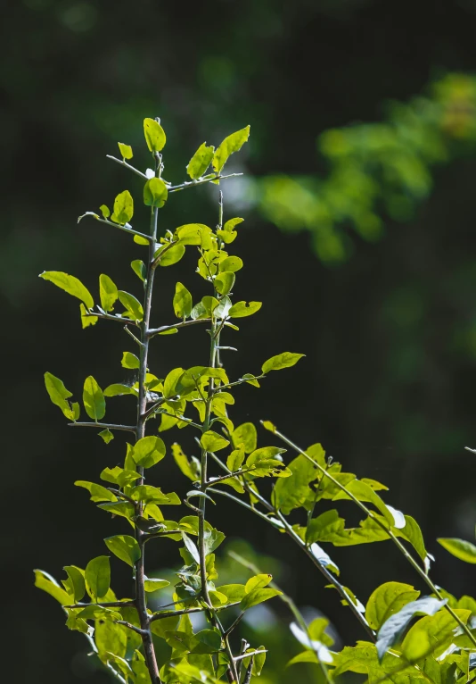 green leaves are seen in the trees nches