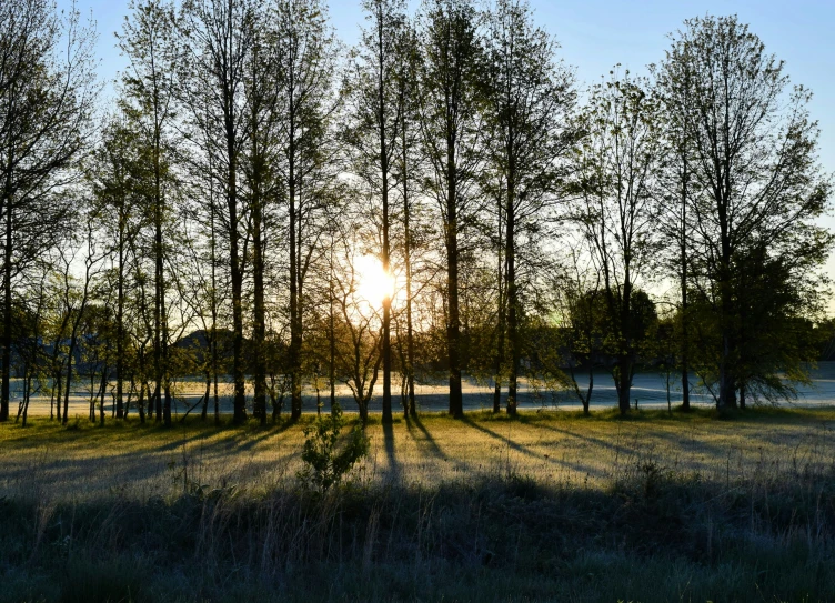 a field with many trees standing in it