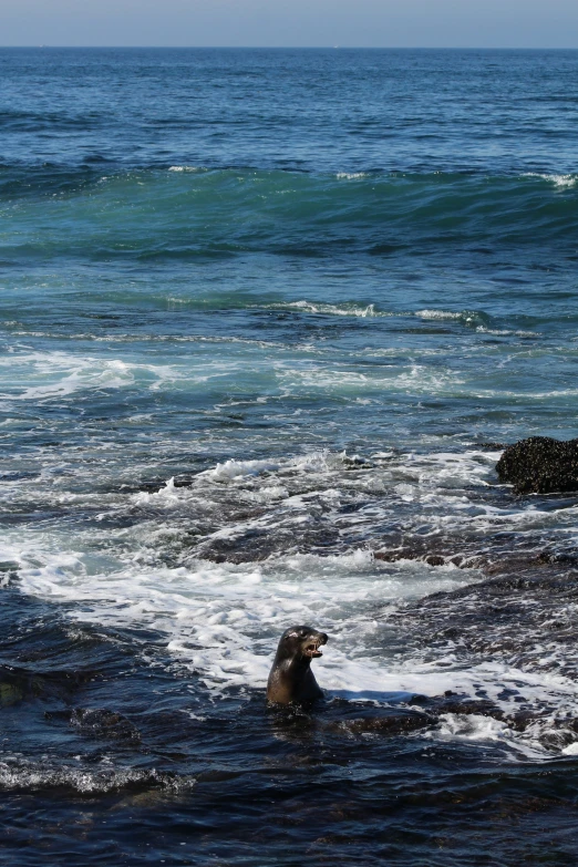 a dog wading through the ocean on a sunny day