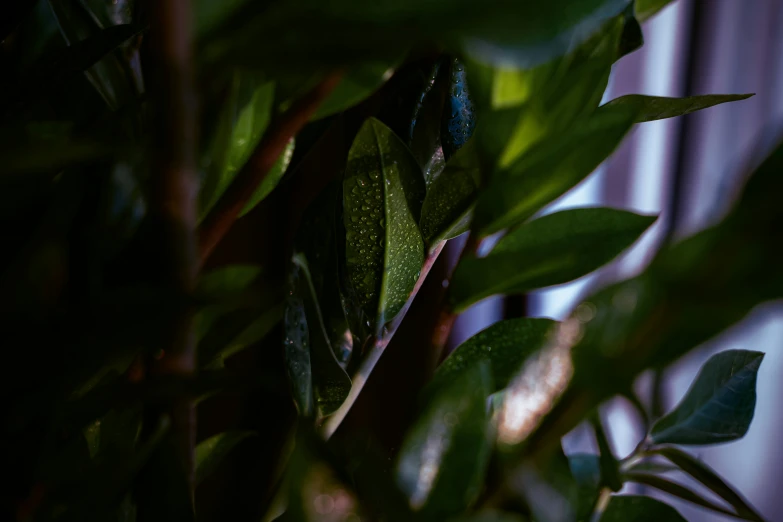 the green leaves of a tree with water droplets on them