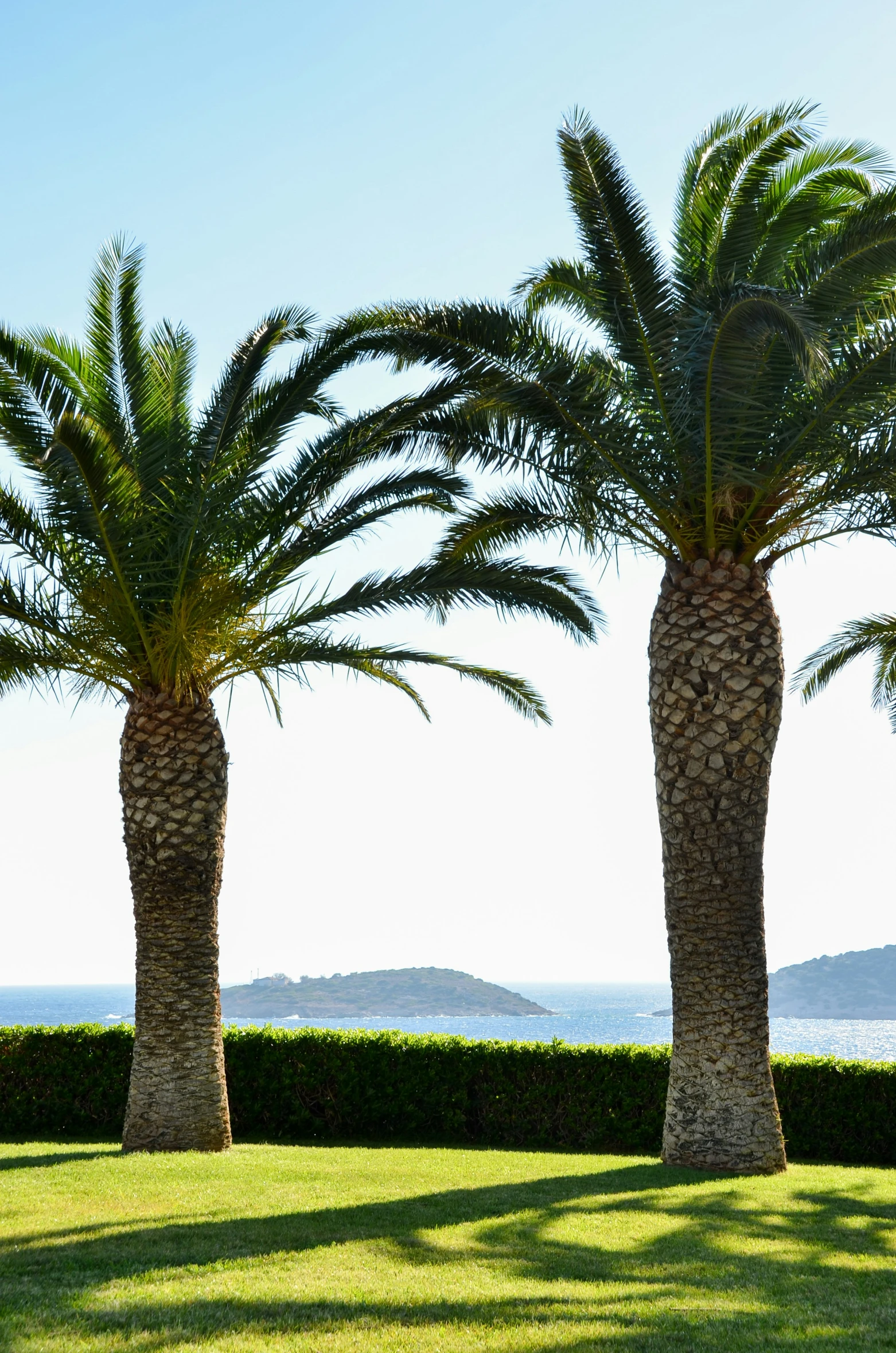 two palm trees standing next to each other