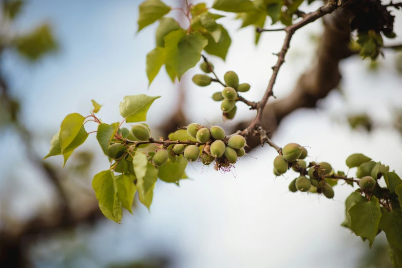 a nch with lots of green berries hanging from it