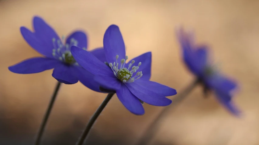 three purple flowers with green center in a field