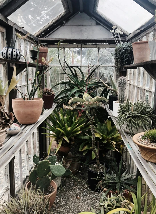 there are many potted plants on a shelf in a greenhouse