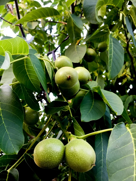 the fruit on the tree are ready for picking