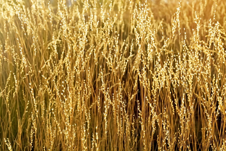 some very pretty tall brown grass in the sun