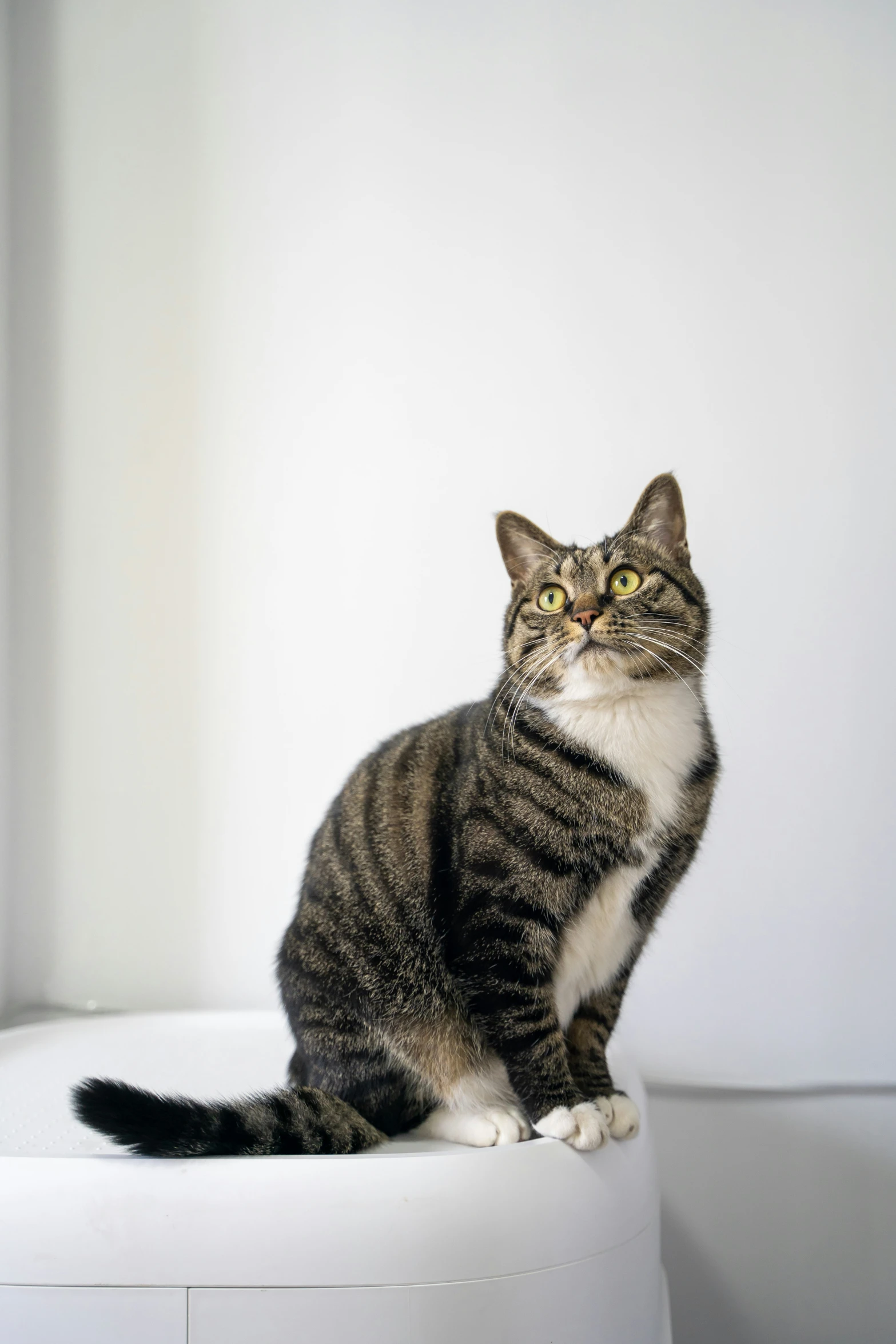 a cat sits on top of a white bowl