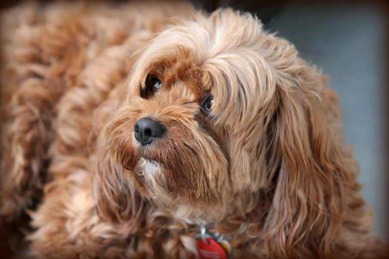 a gy brown dog has brown eyes and is looking at the camera