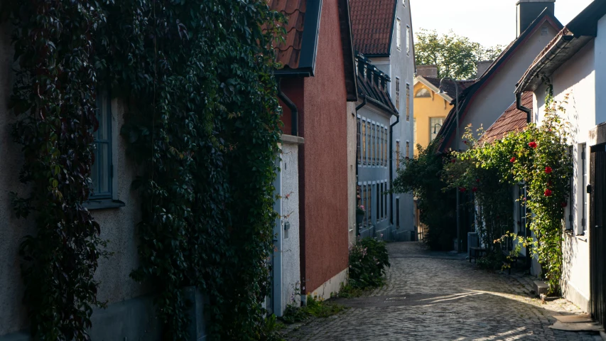 street with trees lined along it in a small village