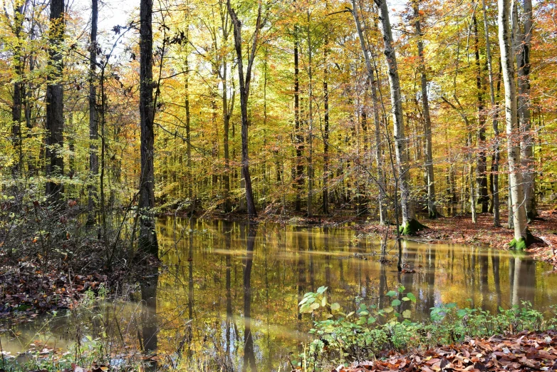 a creek in the woods surrounded by leaf covered banks